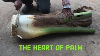 Cutting coconut and Discover The heart of palm for Swamp Cabbage Strew [upl. by Barnum403]