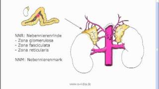 Endokrinologie 1 [upl. by Melville]