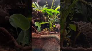 Dendrobates leucomelos calling 10 ноября 2024 [upl. by Anthiathia]