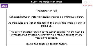 A Level Biology  3135  Transpiration Stream [upl. by Sufur]