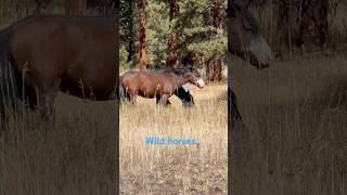 Scouting for deer in the Ochoco’s… georgestrait wildhorses [upl. by Ennayehc]