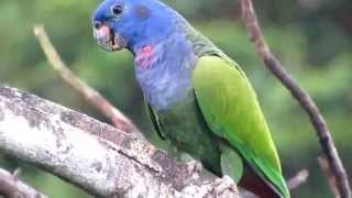 Blue headed parrot pionus menstruus [upl. by Qerat]