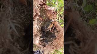 Baby Bird Golden Crowned Sparrow EP01153 Egg citing Ornithology Nature Biodiversity Eggcepti [upl. by Huesman385]