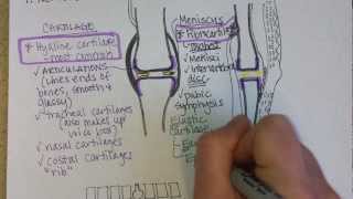 Connective tissue Part 1 [upl. by Mckale]