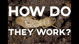 How Do Termite Treatments Work  Suburban Pest Management [upl. by Georgine176]