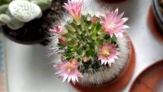 Mammillaria bocasana rosea Poselger 1853 цветет непереставая [upl. by Mailliw528]