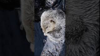 Why Do Sea Otters Hold Hands Reason Behind This SeaOtters animalfacts NatureFacts CuteAnimals [upl. by Rosenbaum]