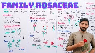 Family Rosaceae Rose family  Vegetative amp Floral characters and importance  Biology 11t  Chap 9 [upl. by Bernadina]