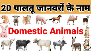 Domestic Animals Name l Pet Animals Hindi to English with picture l Maths by pradeep sir l [upl. by Malet405]