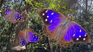 TROPICAL BUTTERFLIES SHOW UP IN BAIT TRAPS [upl. by Nyberg]