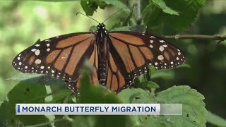 Monarch Butterfly Migration [upl. by Rab]