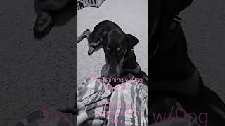 Cuddling On Floor ● Because I Have Dog Allergies dogtraining footpressure dobermantraining [upl. by Ettenig]