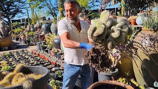 Tricks of The Trade  Nursery Owners Demo replanting amp propagating 🌵 Cactus [upl. by Biancha]