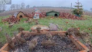 House Sparrow Invasion  Recke Germany  Dec 2019 [upl. by Ahmar954]