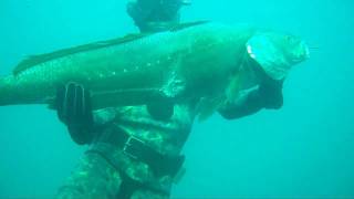 Musar 152Kg Meagre argyrosomus Spearfishing [upl. by Creighton178]