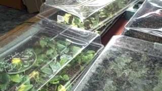 Indoor Plant Seedlings and Propagation Cuttings Tour [upl. by Idnaj]