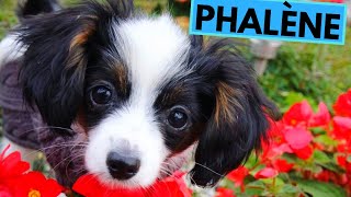 Phalène  TOP 10 Interesting Facts [upl. by Atinnor]