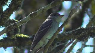 Western WoodPewee Contopus sordidulus  Song Ridgefield Wildlife Refuge WA [upl. by Gonta251]