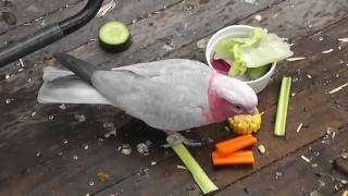 Strawbs Breakfast A meal fit for a Galah [upl. by Haseena]