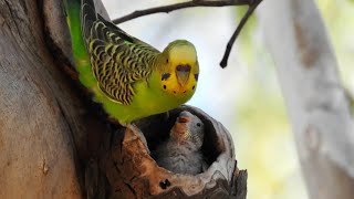 Budgie sounds for lonely birds [upl. by Hardigg628]