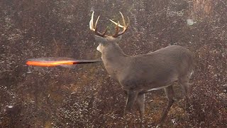 15 Archery Shots in 15 Minutes EPIC Bowhunting Highlights [upl. by Vince]