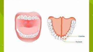 Teeth And Their Functions [upl. by Jobe133]