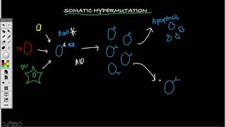 Somatic Hypermutation amp Class Switching [upl. by Eniamrehc]