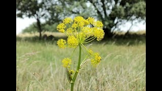 Episode 354  Health Benefits of Asafoetida or Hing Powder [upl. by Yenrab]