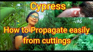 How to easily propagate Cypress from cuttings [upl. by Etz]