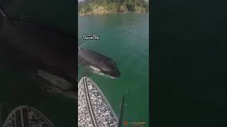 ¡Increíble encuentro con una orca en Nueva Zelanda curiosidades curiosidadesanimales animales [upl. by Ynalem]