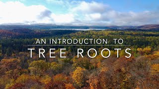 An Introduction to Tree Roots [upl. by Ajiat]