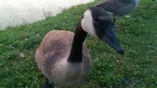 Friendly Canada Goose Talking to Me 07212014 [upl. by Kennedy]