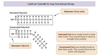 Introduction to Macromolecules [upl. by Ybok]