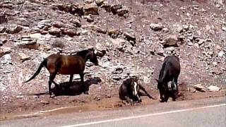 Wild Horses in Montana [upl. by Gronseth]