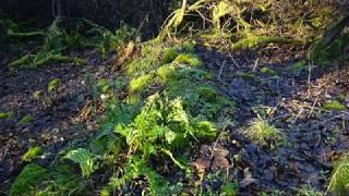 Kemp Law Vitrified Iron Age Fort South Ayrshire [upl. by Jonny994]