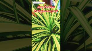 Many Pandanus Plants From One Mother Plant 🌱 Many Baby Pandanus short shorts garden gardening [upl. by Willabella]