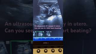 Ultrasound is a great way to confirm pregnancy in dogs amp cats [upl. by Atalie]