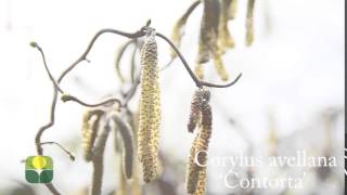 Corylus avellana Contorta [upl. by Colt]