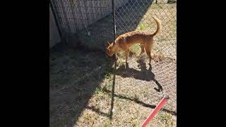 A1966789 Flynn Checking out the yard amp getting pets [upl. by Aytida]