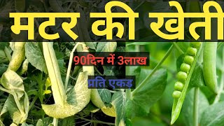 Matar ki kheti। मटर की खेती।ageti matar ki kheti kaise karematarfarming agriculture peafacts [upl. by Cordell]