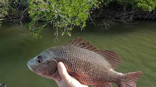 Topwater Mangrove Jacks [upl. by Lleze]