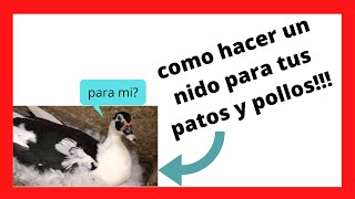 como hacer un nido para tus patos y pollosmuestro a mi pata [upl. by Llecrep810]