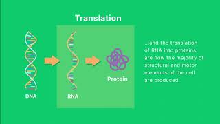 Did You Know Droplet Digital™ PCR ddPCR Technology Supports Gene Expression Analysis Research [upl. by Cram]