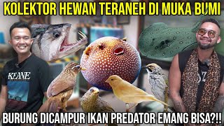 KOLEKTOR HEWAN TERANEH DIMUKA BUMI BURUNG DICAMPUR IKAN PREDATOR EMANG BISA PECANDU PREDATOR [upl. by Lashonde]