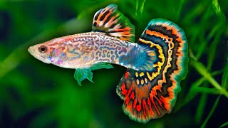 How to Care for Guppy Fish [upl. by Otecina]