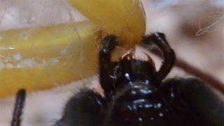 Rare View Of Black Widow Fangs Biting Scorpion Warning May be disturbing to some viewers [upl. by Rie]