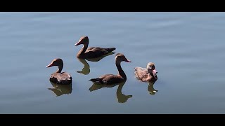 Beautiul Black Belly Whistling Duck Juveniles With Water Fountain Sound amp Reflections [upl. by Nyahs]