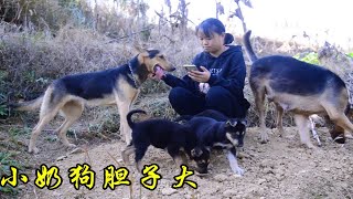 50天小昆明犬能顶4个月大德牧，爬坡下坎都不怕，养起来真过瘾 [upl. by Beebe45]