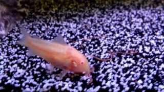 Albino Cory catfish feeding [upl. by Ruamaj948]