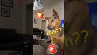 Sound check fail 😖 pets dog funny sound fail maygoesnoom love pets myrescue [upl. by Yejus]